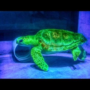 Meet your Posher, Kris